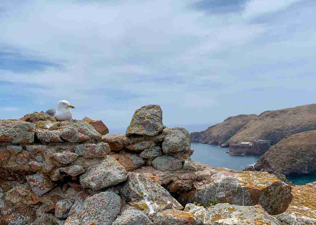 berlenga island wildlife seabirds